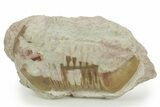 Bargain, Fossil Subasaphus Laticaudatus Trilobite - Russia #363114-1